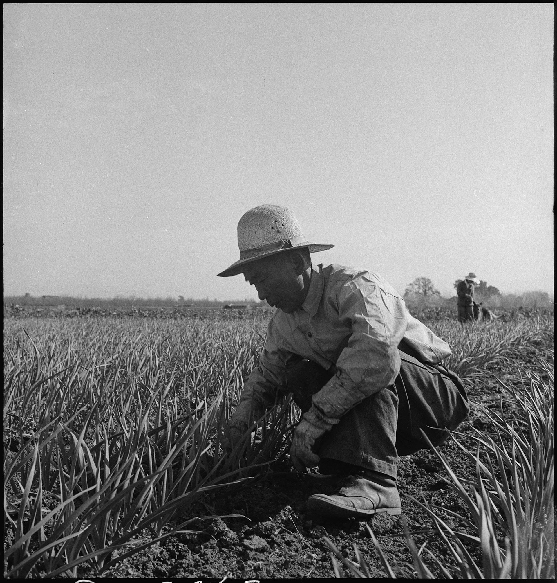 Japanese American farmer working in a field in California
