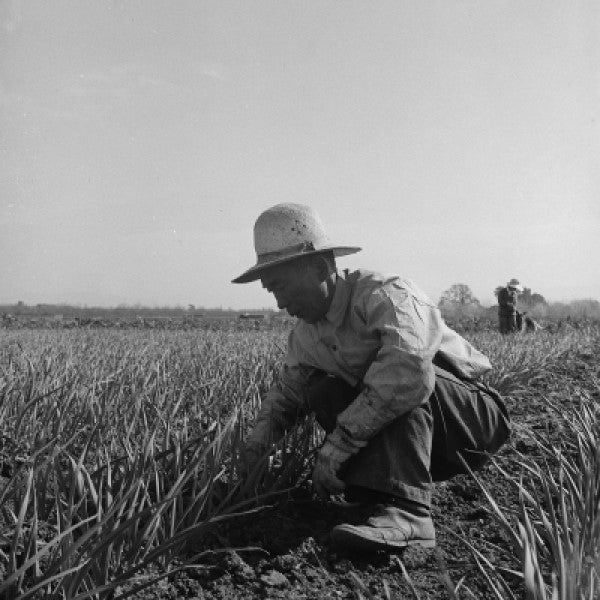 Man working in field