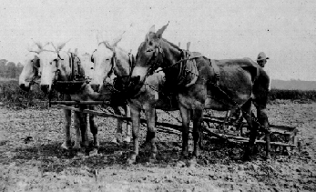 Mules on the Kishi colony
