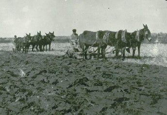 Farmers plowing a field on the Kishi colony