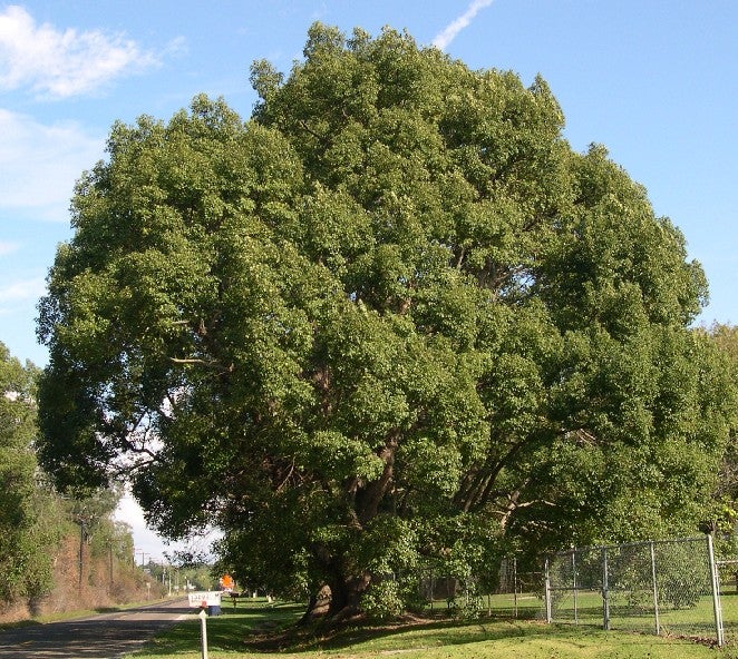 Camphor laurel tree